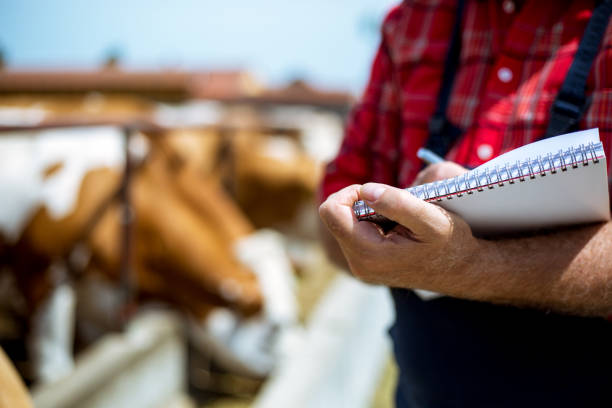 istock Farmer fooding and examining his herd 956138554