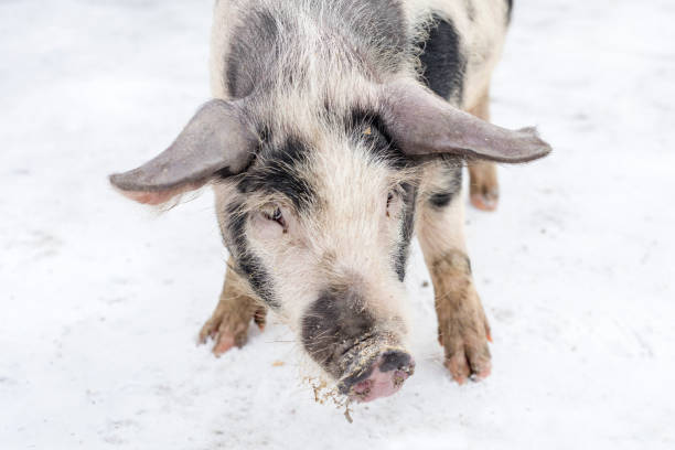 istock Dirty muzzle of a pig, on a farm 956138686