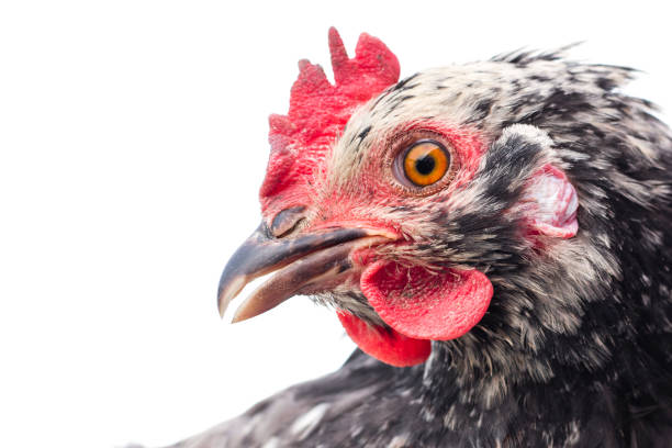 istock Head of black hen on white background 956138724
