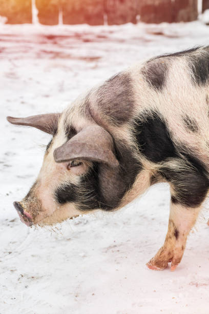 istock Muzzle of a pig with black spots, on a farm 956138824
