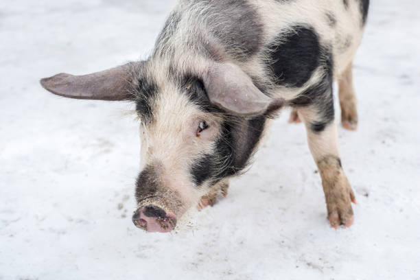 istock Muzzle of a pig with black spots, on a farm 956138826
