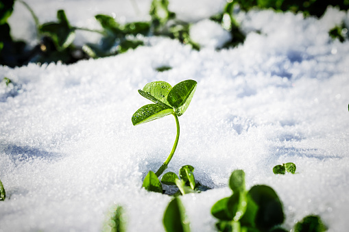 fresh green clover sprouts under the snow