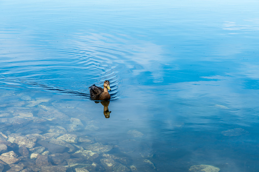 Mallard duck gently paddles through still water, reflection of duck and lightly clouded blue sky in the lake