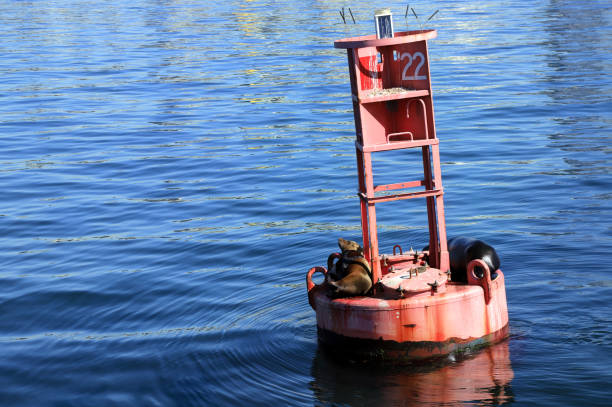 istock Sea lions sit on a bouy 956142800