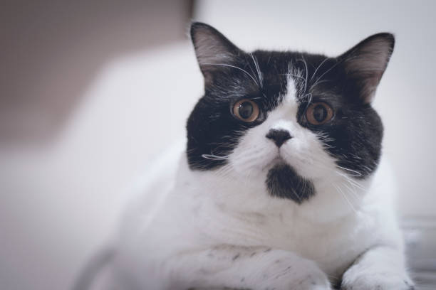 istock Cute cat in home 956143506