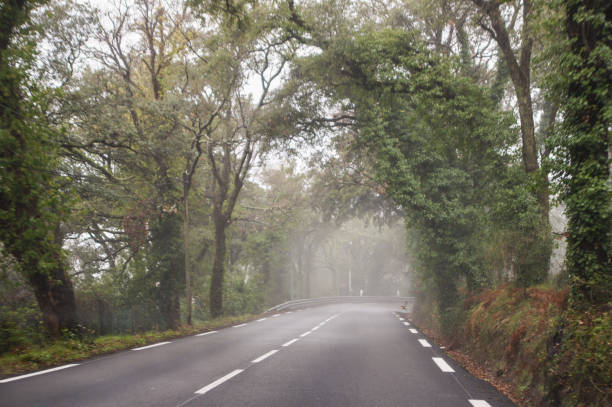 istock An arch of trees above the highway. 956143872