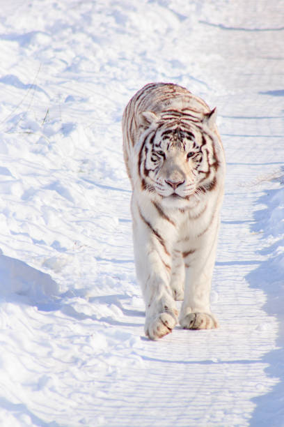istock Wild white bengal tiger is walking on white snow. 956146154
