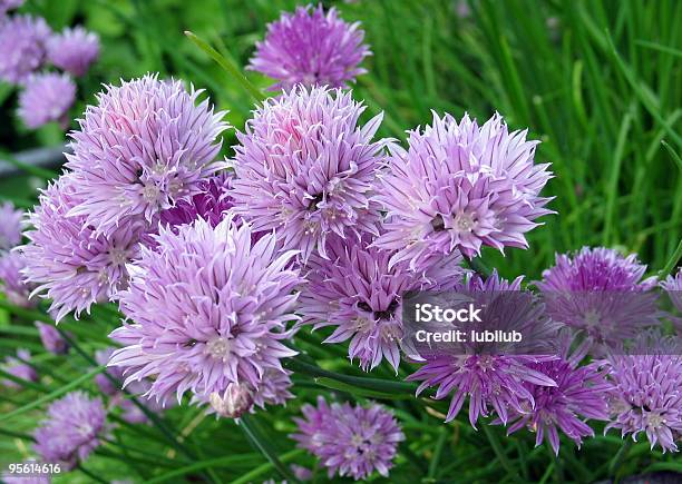 Flor De Cebolinha - Fotografias de stock e mais imagens de Abundância - Abundância, Ao Ar Livre, Cabeça de Flor