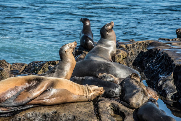 istock California sea lion 956146460
