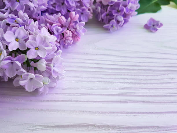 istock Lilac beautiful on white wooden 956146790