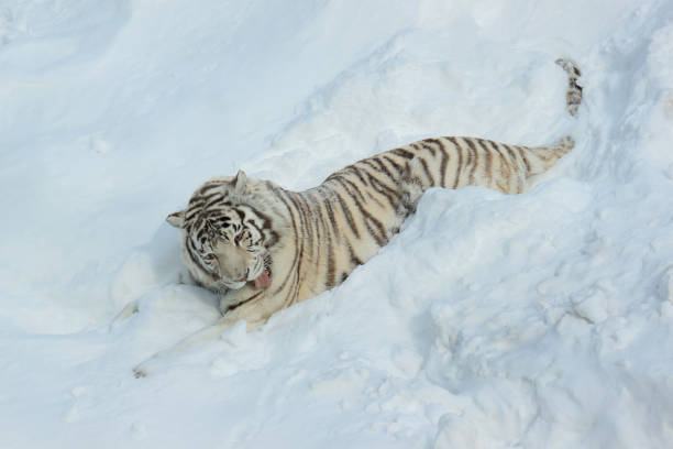 istock Wild white bengal tiger is lying on white snow. 956147006