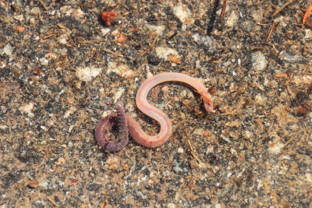 istock Worm in a Puddle of Water Abstract 956147028