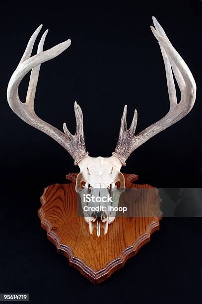 Deer Cráneo Con En Arrowhead Montaje En Rack Foto de stock y más banco de imágenes de Aire libre - Aire libre, Asta, Bosque