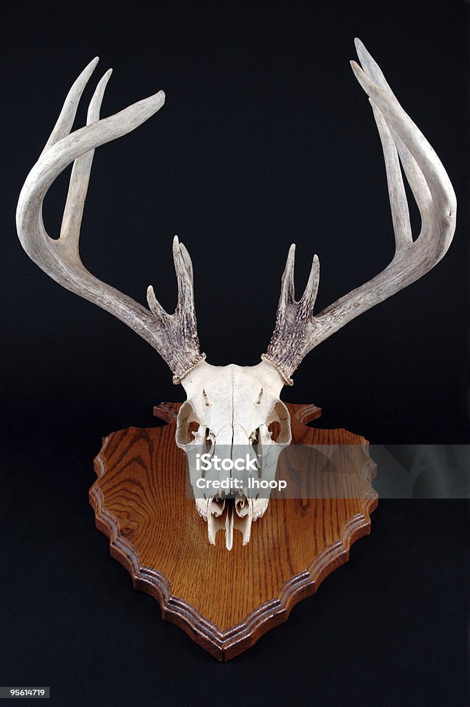 Crâne de cerf avec support sur le Mont arrowhead - Photo de Cerf libre de droits