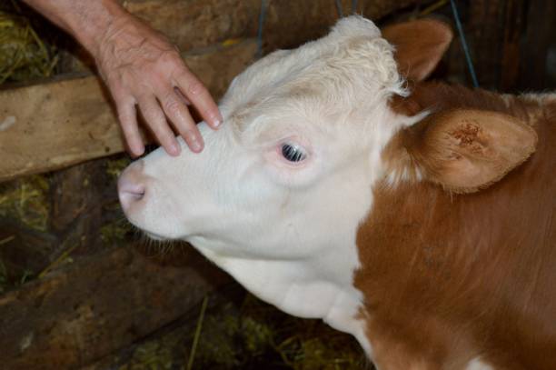 istock a little shotgun calf 956147554