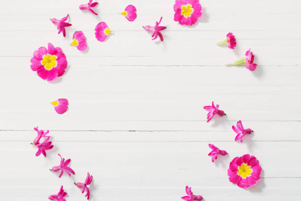 istock pink spring flowers on white wooden background 956147902