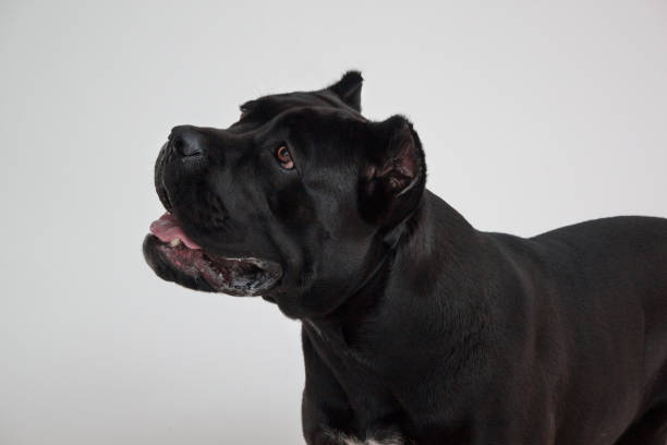 istock Cane corso italiano isolated on a gray background. Pet animals. 956148150