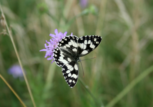 A lovely black and white Eastern Tiger Swallowtail butterfly nectaring on purple hylotelephium flower.