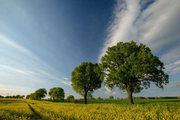 istock green trees by a dirt road running through farmland 956152540