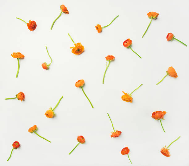 istock Flat-lay of orange buttercup flowers over white background, horizontal composition 956152660