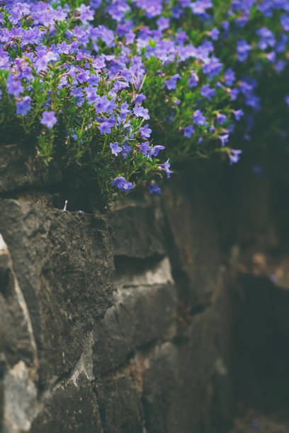 istock Purple Lithodora Groundcover Spilling Over Rock Wall 956152862