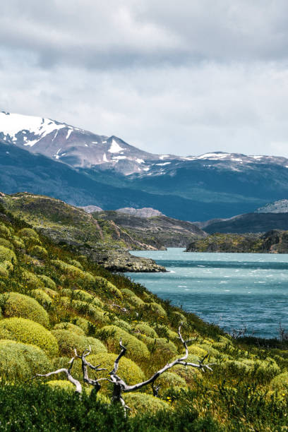 istock Pudeto in Torres del Paine 956156290