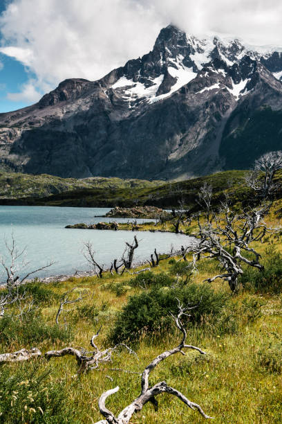 istock Pudeto in Torres del Paine 956156324