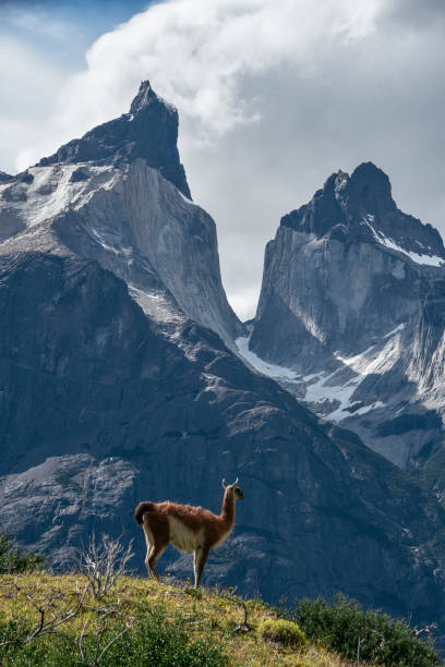 istock Guanaco in Torres del Paine 956156362
