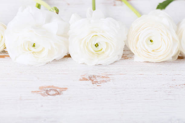 istock Bouquet of White Ranunculus Buttercup Flowers 956157350