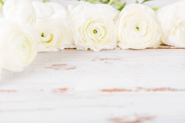 istock Bouquet of White Ranunculus Buttercup Flowers 956157414