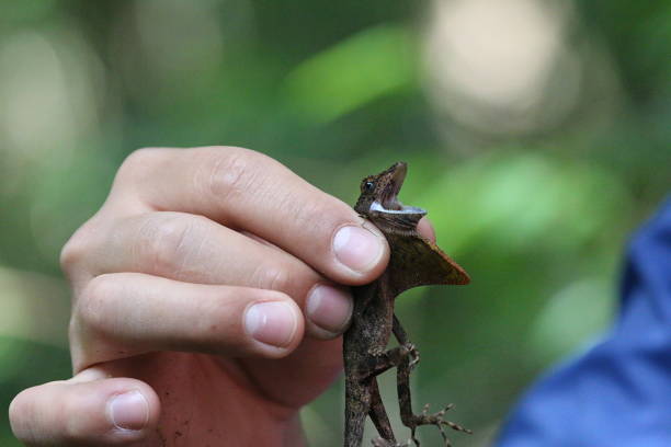 istock Lizard Anole In Costa Rica 956161240
