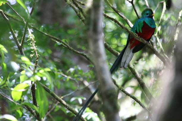 istock Resplendent Quetzal In Costa Rica 956161242