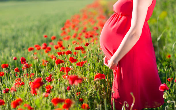 屋外にケシ畑でかなり妊娠中の女性 - poppy field flower single flower ストックフォトと画像