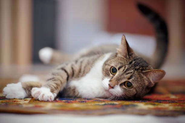 istock The striped cat with white paws, lies on a carpet. 956162540