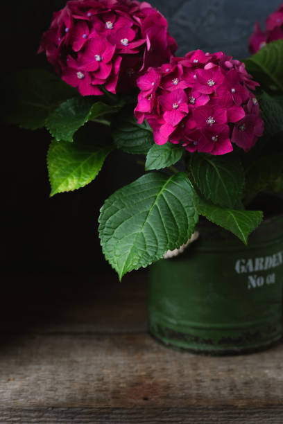 istock Purple hydrangea in a vintage pot, isolated, dark 956162684
