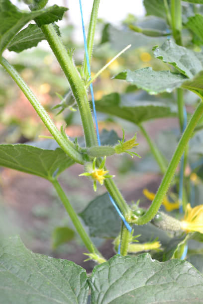 istock Cucumbers growing in a greenhouse. 956163620