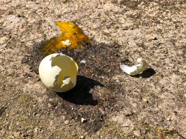 istock Broken wild bird egg shell fallen from next and cracked on concrete floor with drying yellow yoke 956166384