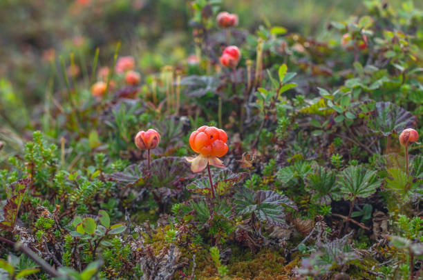 istock Mature cloudberry. Ripe berries in the natural environment 956167070