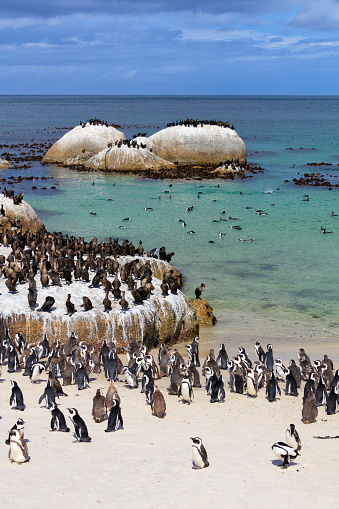 Black-footed penguin at Boulders Beach, penguin colony, Cape Town, South Africa