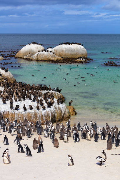 African Jackass Penguins and Cape Cormorants Colony at Boulders Bay in South Africa Black-footed penguin at Boulders Beach, penguin colony, Cape Town, South Africa boulder beach western cape province photos stock pictures, royalty-free photos & images