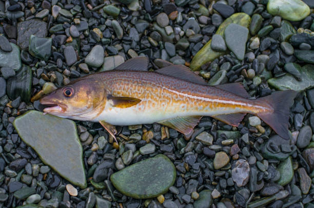 istock Fresh cod fish on stony shore of fjord Norway 956167178