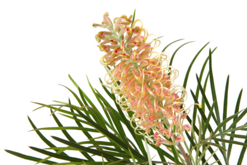 Beautiful Grevillea flower, background with copy space, full frame horizontal composition