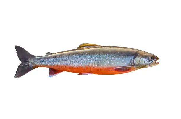 Photo of Arctic char fish isolated on white background