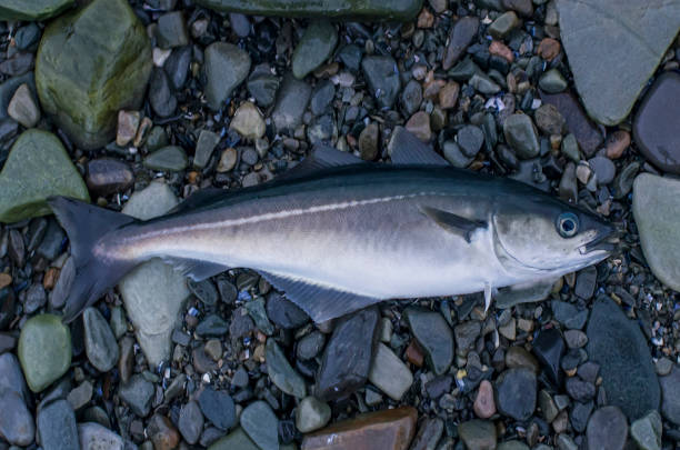 fresh pollock fish, coalfish, saithe fish on stony shore of fjord norway - jackson pollock imagens e fotografias de stock