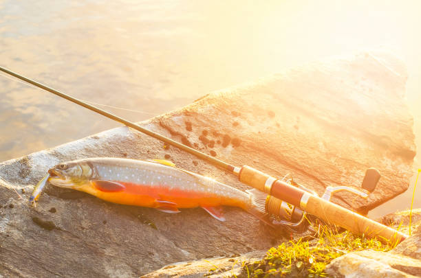 istock Arctic char fish on river stone. Toned sunshine 956167260