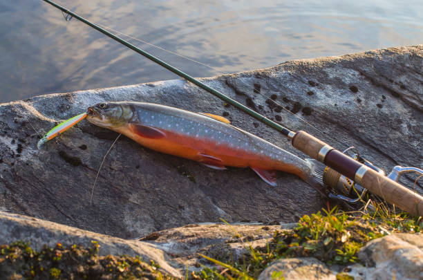 Arctic char fish on river stone. Salvelinus