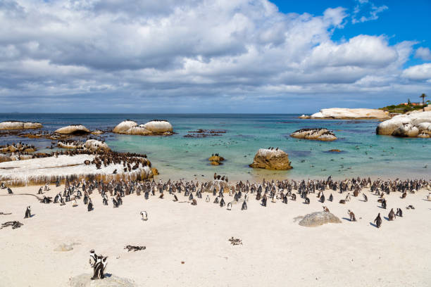 African Penguins Colony at Boulders Bay in South Africa Black-footed penguin at Boulders Beach, penguin colony, Cape Town, South Africa boulder beach western cape province photos stock pictures, royalty-free photos & images