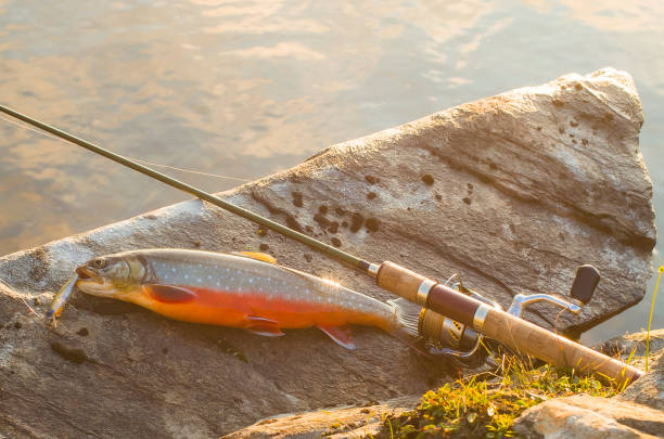 istock Arctic char fish on river stone. Toned sunshine 956167322