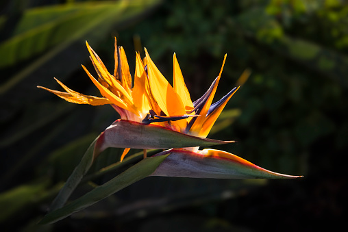 Strelitzia is a genus of five species of perennial plants, native to South Africa. It belongs to the plant family Strelitziaceae. A common name of the genus is bird of paradise flower, because of a resemblance of its flowers to birds-of-paradise.