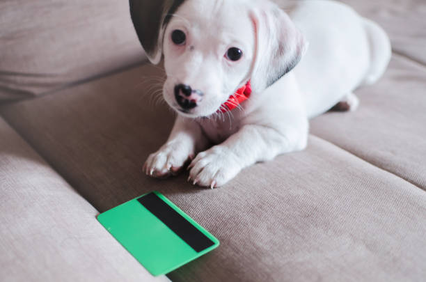 small puppy dog , jack russell with credit card - terrier jack russell imagens e fotografias de stock